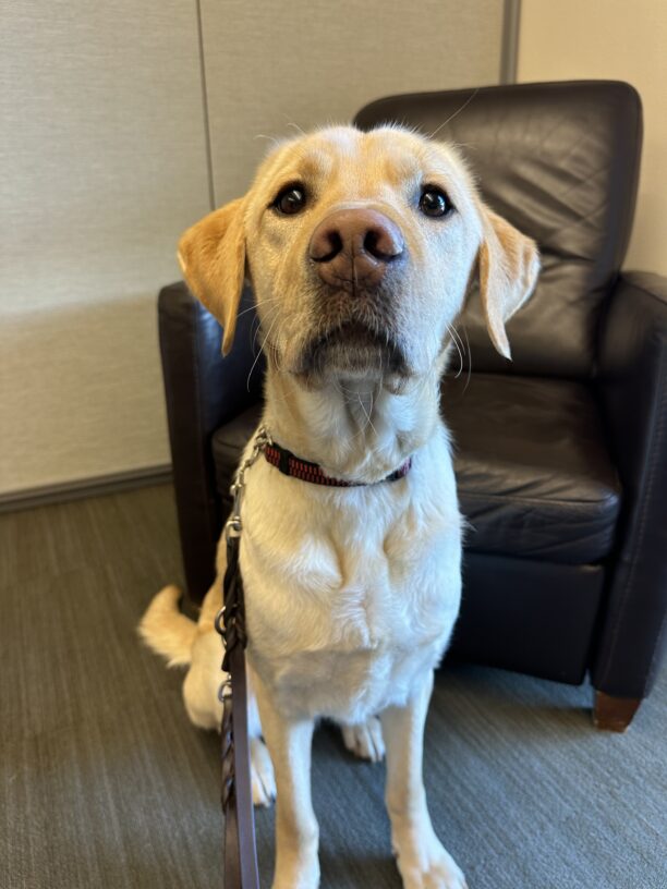 Al, a male yellow labrador, sits in the resource room in front of a leather armchair.  He is looking expectantly up at his handler, waiting for a treat.