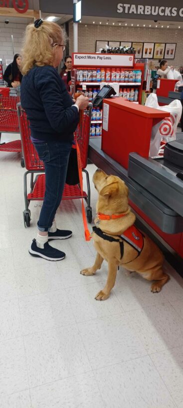 Yellow Lab Anderson sitting patiently at the checkout at Target. Looking up at his handler.