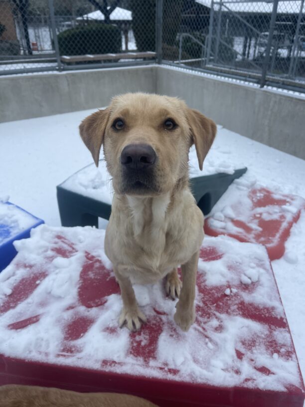 Dominica sits on a piece of red play equipment in a snow-filled play yard. She is looking up into the camera while excitedly holding one paw up.