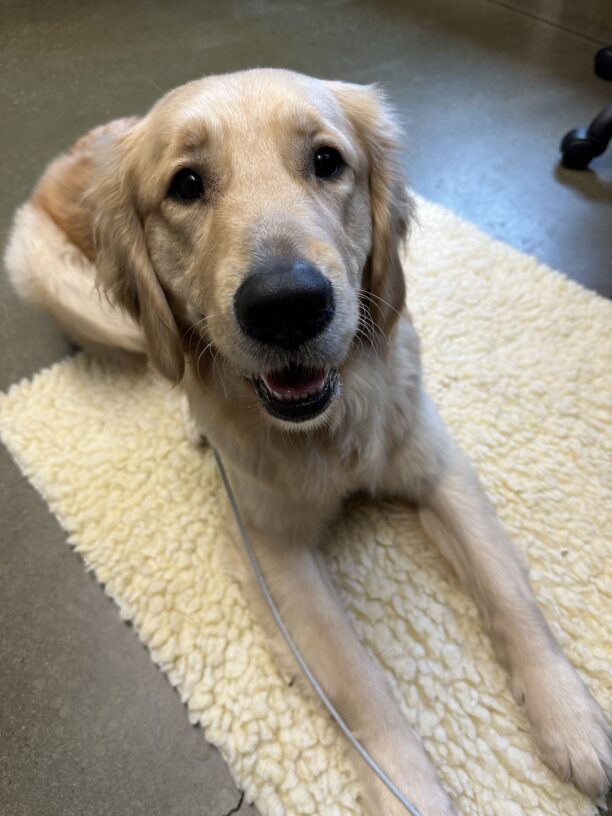 Figgy, a female yellow lab/golden retriever cross, relaxes in an office while laying on a sheepskin rug.  She is looking up into the camera with a relaxed open mouth.