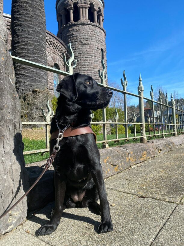 Fortune is looking off into the distance as she regally sits on the sidewalk in harness. In the background, there is a brick building and a bright blue sky with wispy clouds.