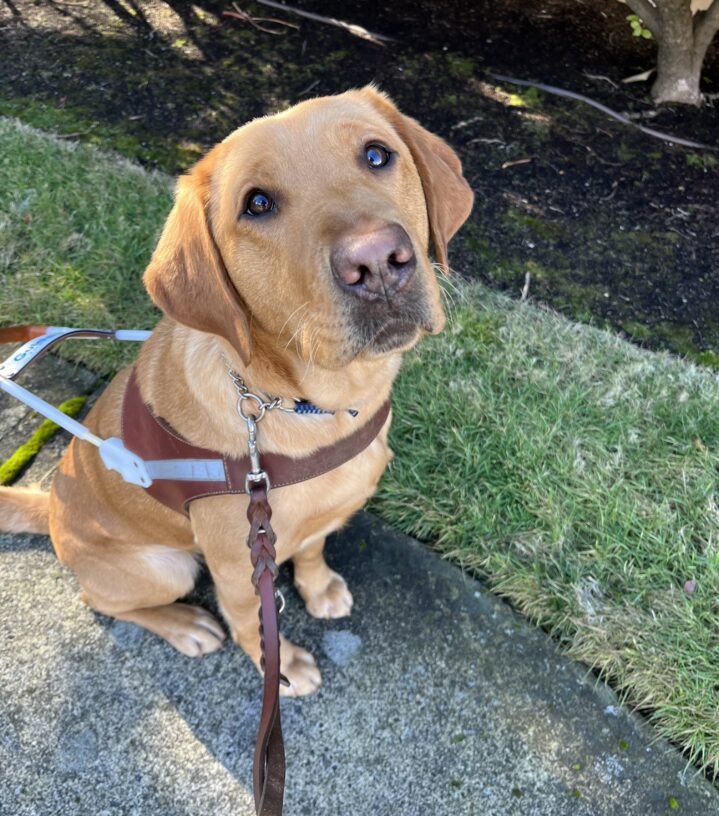 Gaelic sits on a sidewalk in front of some grass while wearing her brown leather harness. She is looking up into the camera with longing eyes.