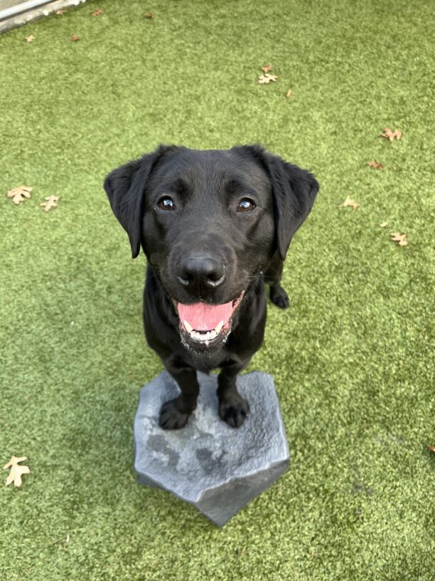 Gondola stands in a grassy play yard with her two front paws up on a toy, rock-like pedestal. She is smiling into the camera with her mouth open.