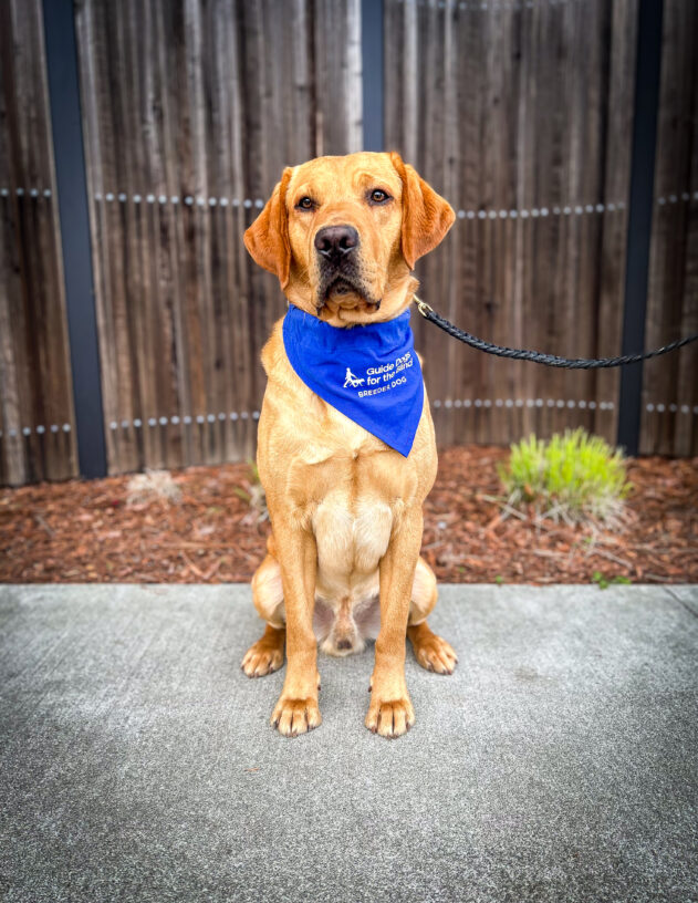 Yellow lab Guy sits in front of a wooden fence with wood chips and green plants behind him. He is wearing a blue Breeder scarf.