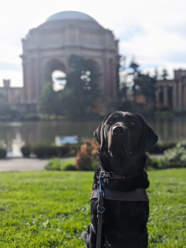 Herschel sit in harness on a patch of grass in the Palace of Fine Arts. Herschel is looking towards the top left as the sun beams down on his face. The background is blurred, but the pond and rotunda can still be seen.