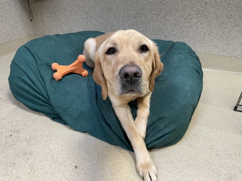 Holiday, a female yellow labrador/golden retriever cross, lays on a green stuffed dog bed in the kennel common area.  She has an orange chew toy on the bed next to her.