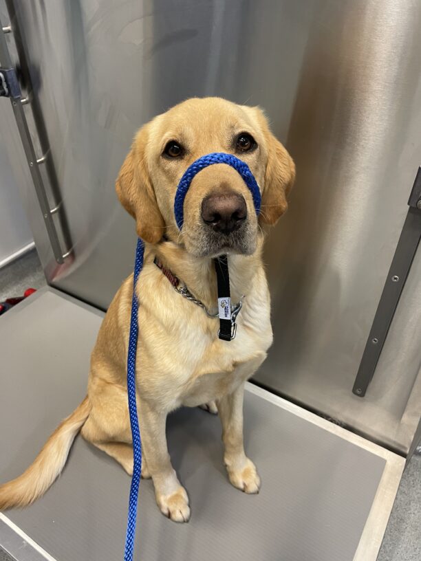 Holiday, a female yellow labrador/golden retriever cross, sits politely on the stainless-steel scale in the vet office, waiting for her check-up.  She is wearing a blue head collar and looks directly into the camera with warm brown eyes.