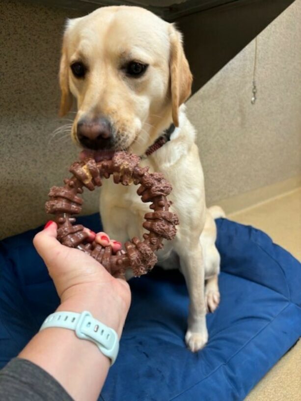 Jamaica sits on a blue bed and is enjoying an enrichment toy. She is licking peanut butter off a round nylabone. Her handlers arm and hand are hold the bone in position for her.