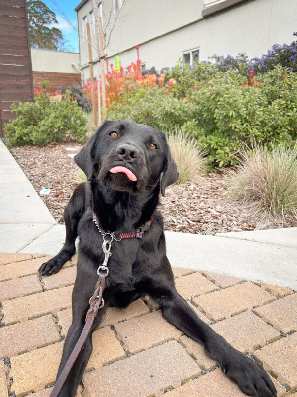 Janet lays on a path in front of colorful plants, sticking her little pink tongue out at the camera cutely