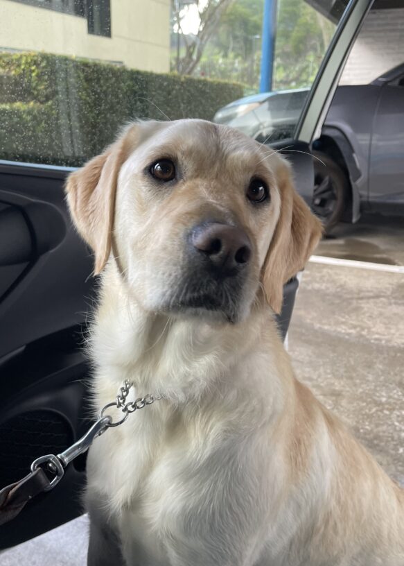 Janice, a female yellow labrador/golden retriever cross, checks out one of the GDB vehicles. She is standing with her front feet inside the passenger door, looking off to the right of the frame.