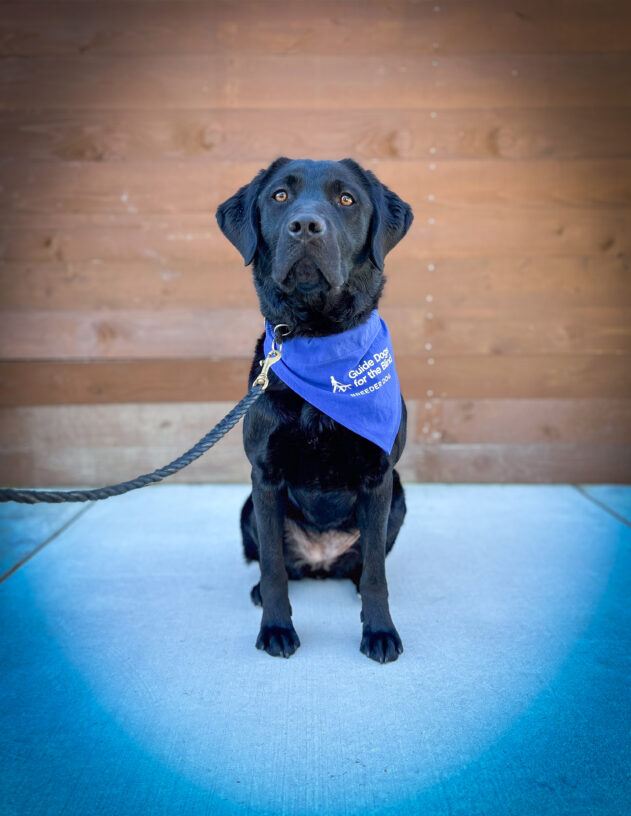Black lab Juanita is sitting in front of a wooden fence and looking slightly above the camera. She is wearing a blue Breeder scarf.