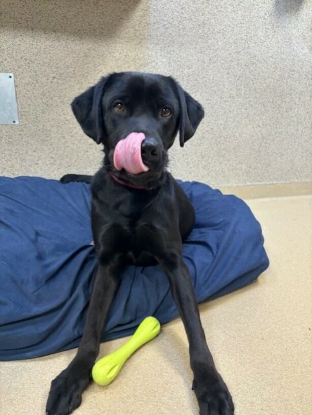 Kearney sits on a large blue bed, he has a green West Paws toy in between his legs. He just received a tasty treat and he is licking his lips.