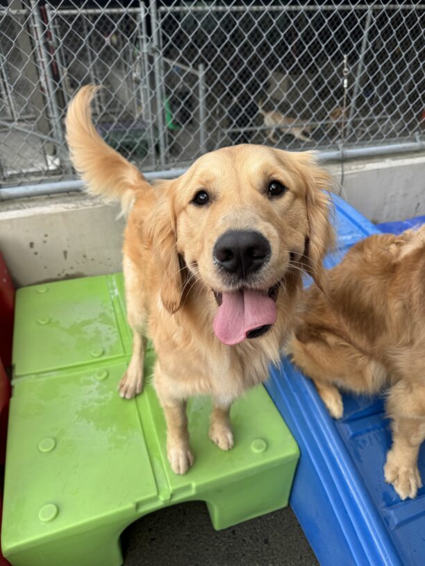 Yellow coated Golden Retriever cross, Kubo, stands on a green play structure in community run. He is smiling at the camera with his tongue out.