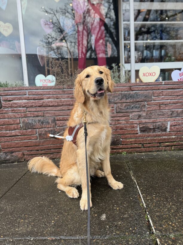 Yellow coated Golden Retriever cross, Kubo, sits in front of a store with Valentine's conversation hearts in the background. Kubo is smiling for the picture and wearing his harness.