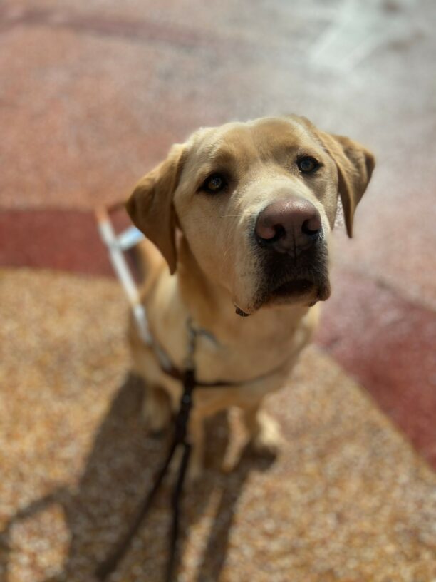Yellow Labrador Retriever Kyle sits on a red and orange mosaic tiled courtyard in his guide dog harness. His ears are perked up as he is looking up at his handler.