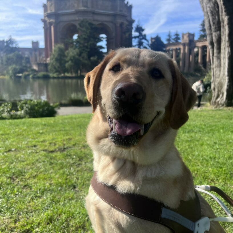 Legolas is wearing his harness and sitting in front of the Palace of Fine Arts in San Francisco. He is gazing at the camera with a happy smile on his face.