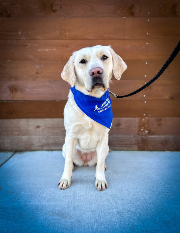 Yellow lab Leilani sits in front of a wooden fence while looking at the camera. She is wearing a blue Breeder scarf.