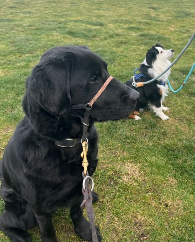 Black Lab/Golden Lennon wearing his headcollar and sitting nicely next to another dog.