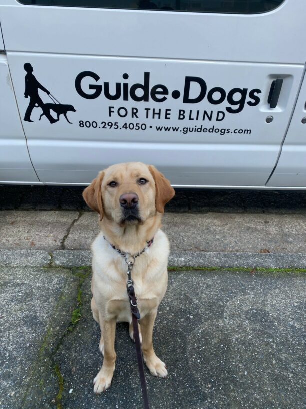Lily, a female yellow Lab, is looking at the camera while sitting in front of a white GDB Training Van. The Guide Dog for the Blind emblem is on the sliding van door.
