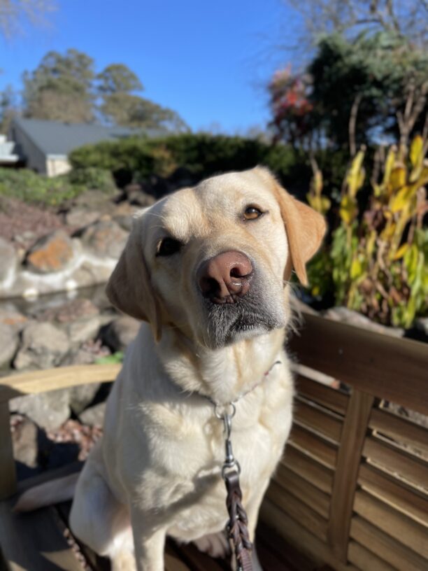Lychee, a female yellow labrador, poses on a bench on the GDB campus.  She has her head slightly cocked and is looking directly into the camera.  There are a water feature and plants behind her.