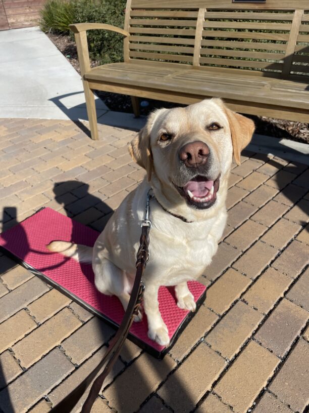 Lychee, a female yellow labrador, sits on a red training platform.  She has an open-mouth, happy expression on her face, eagerly awaiting a treat from her handler.