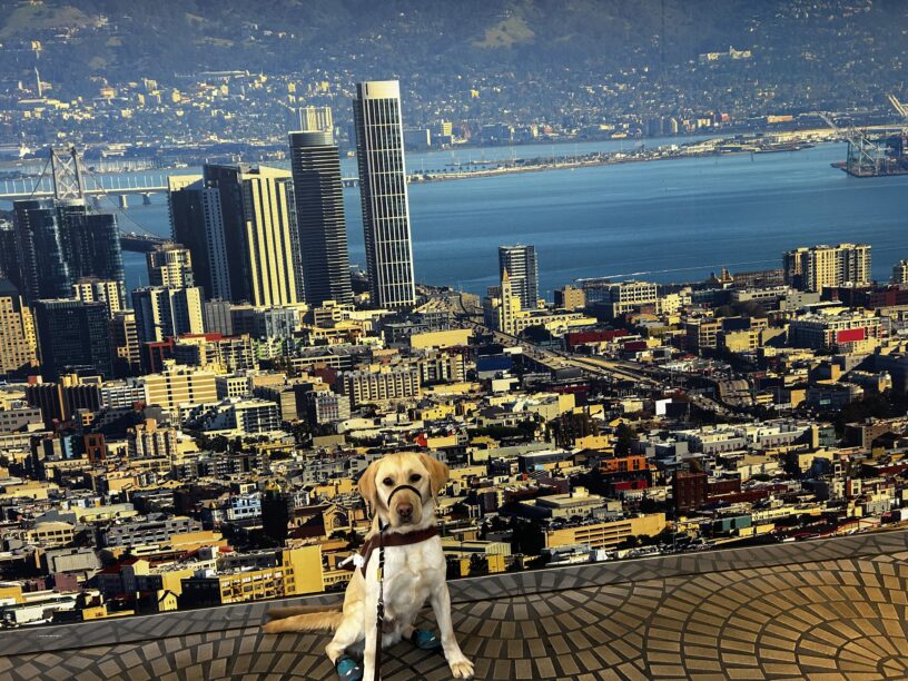 Marco is sitting in front of a large backdrop of San Francisco, while wearing a harness and a gentle leader.