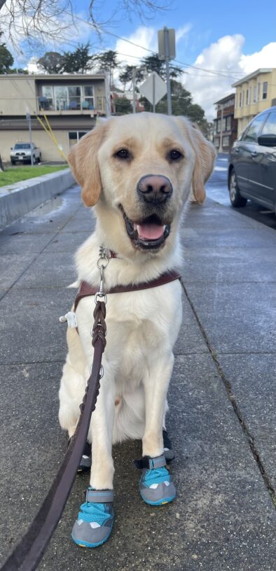 Noah is seated in harness with his tongue hanging out smiling at the camera. He is wearing blue booties on his front paws and black booties on his hind feet.