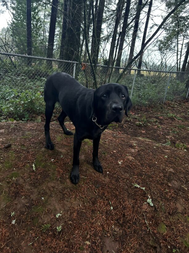 Norway stands on a small dirt hill in a fenced in, wooded play yard while looking at the camera.