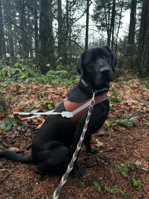 Norway sits in a wooded area in his brown leather harness while looking at the camera. There are trees, brown leaves and green foliage in the background.