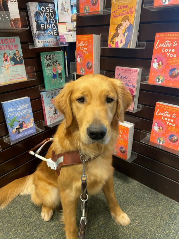 Golden Retriever/Labrador Retriever cross Oatmeal is sitting with her guidedog harness on in a bookstore. Behind her are shelves filled with various books with red, pink, and blue covers that are all about love.