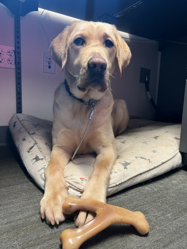 Oski takes a break from chewing his benebone to stare at his handler taking a picture of him. He is placed on tie-down on a tan patterned dog bed in an office setting.