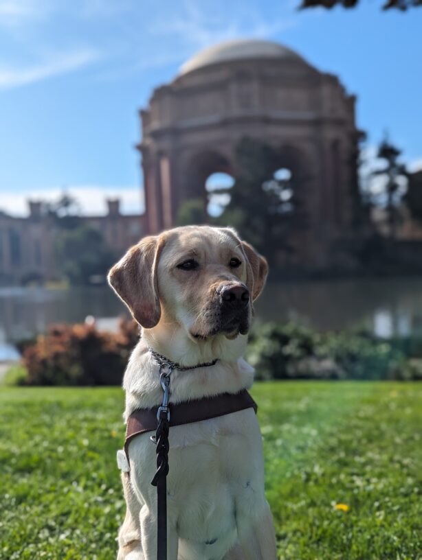 Trusty sit in harness on a patch of grass across from the Palace of Fine Arts. Trusty looks off to the right of the frame with a very reflective look. The background is blurred, but a pond and the rotunda can still be seen.
