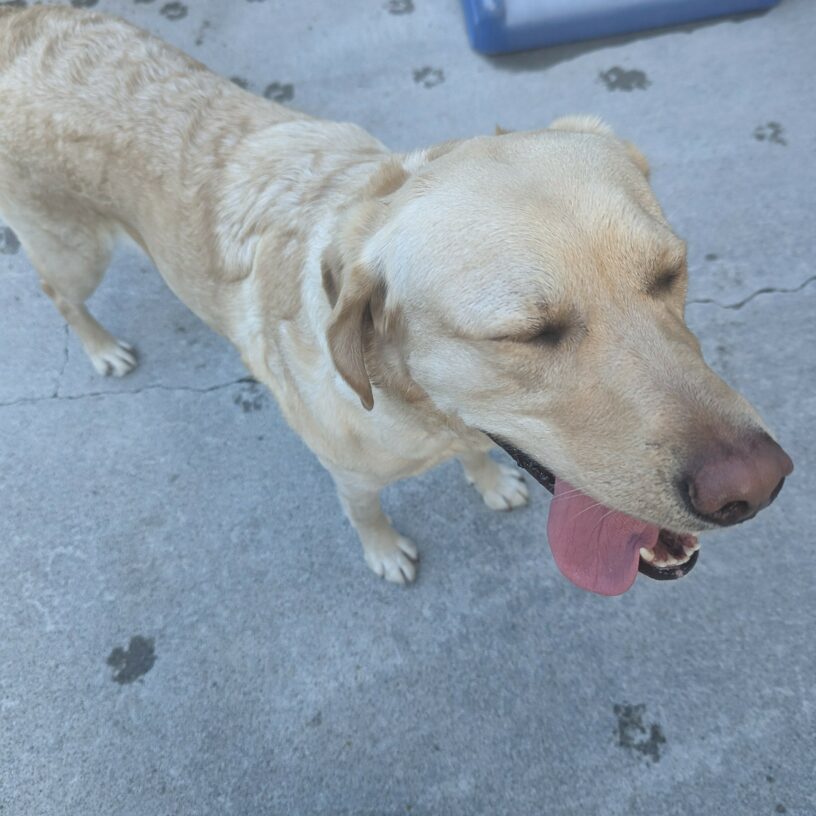 Leah stands in frame with her eyes closed and her tongue hanging out to the right of her mouth after a good play session. Wet paw prints can be seen on the ground around her.