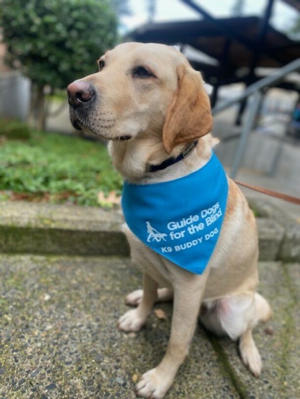 Penelope, a female yellow labrador, sits on the sidewalk looking attentively at something off in the distance.  She is proudly wearing her blue K9 Buddy scarf.