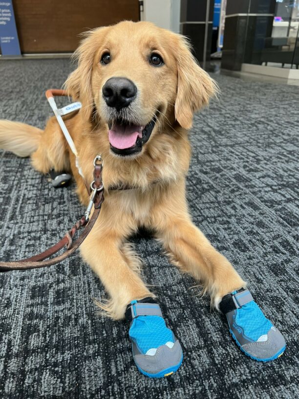 Peter is laying on a blue and black carpet. He is wearing blue booties on his front paws and black booties on his back paws. He is wearing his guide dog harness and it looks like he is smiling at the camera.