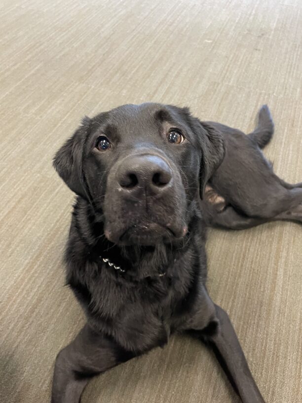 Piazza, a male black labrador, lays on the carpet, looking eagerly up at his handler hoping for a treat.