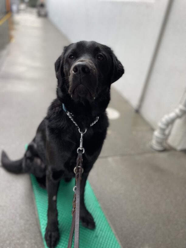 Piazza, a male black labrador, sits politely on a greet training platform practicing his sit-stays.