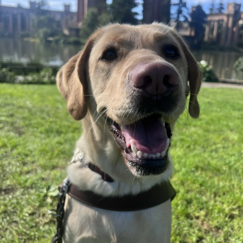 Pomme is wearing her harness and looking at the camera with her mouth open in a big smile. In the background is the Palace of Fine Arts in San Francisco.