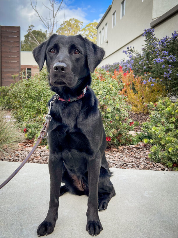 Reese sits at attention on a pathway in front of green, red and purple bushes with a bright blue sky above her