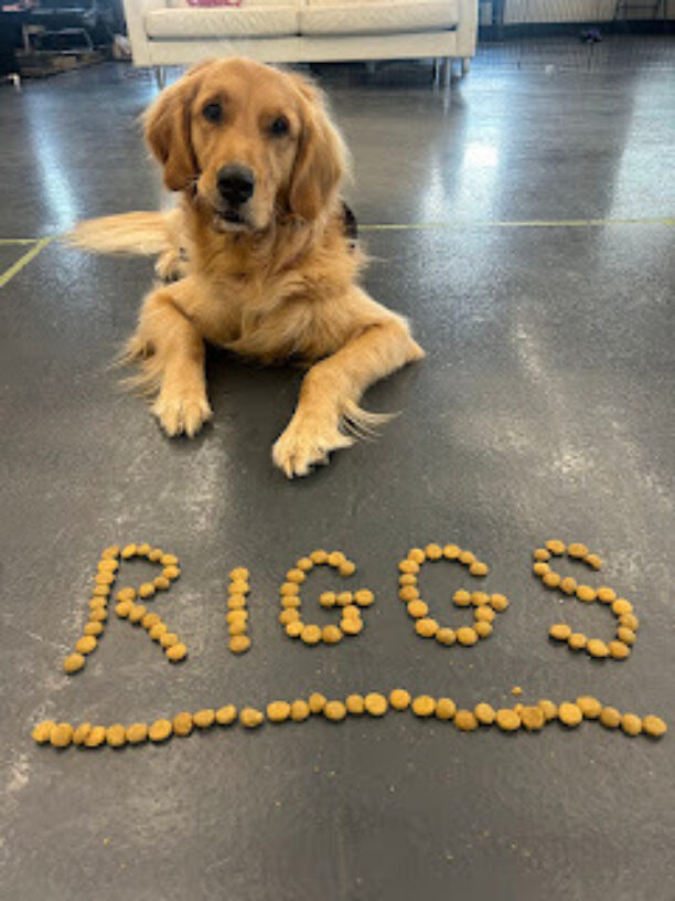 Golden Retriever Riggs laying behind his name spelled on the floor in kibble.