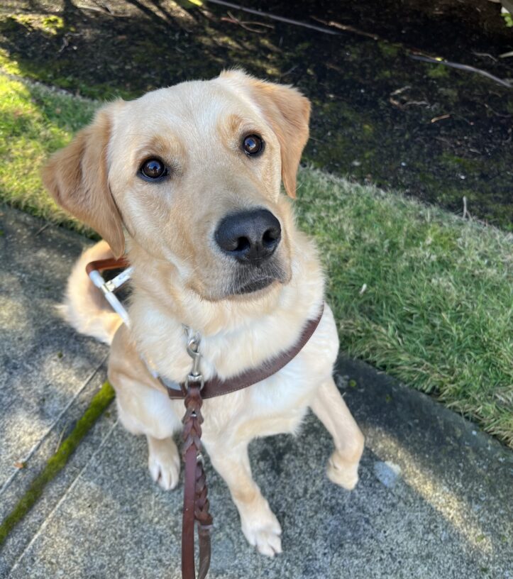 Rocket sits on a sidewalk in front of some green grass while wearing his brown leather harness. He is looking up into the camera while enthusiastically holding one paw off the ground.