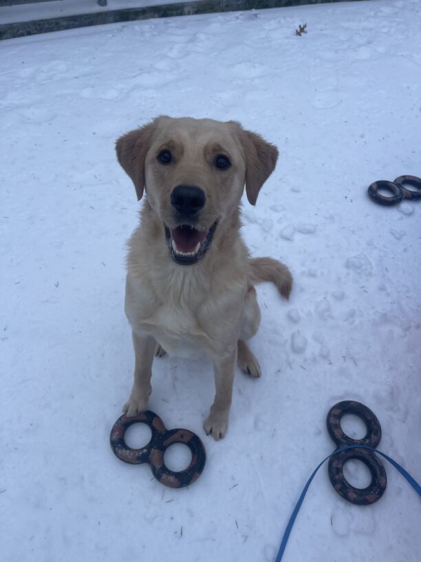 Rocket sits in a snowy play yard with many black tug rings on the ground around him. He smiles into the camera with ears perked and his mouth open with excitement.