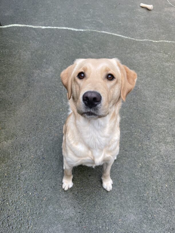 A portrait of Roo, a yellow Labrador Retriever, sitting in the concrete community run area. She is looking up at the camera with her ears pricked up and a soft, closed-mouth expression.