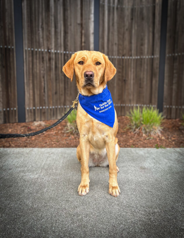 Yellow lab Rubicon sits in front of a wooden fence and green plants. She is looking at the camera and wearing a blue Breeder scarf.