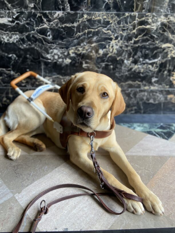 Rubicon lies down in harness during her breeder assessment walk in a building with dark marble walls