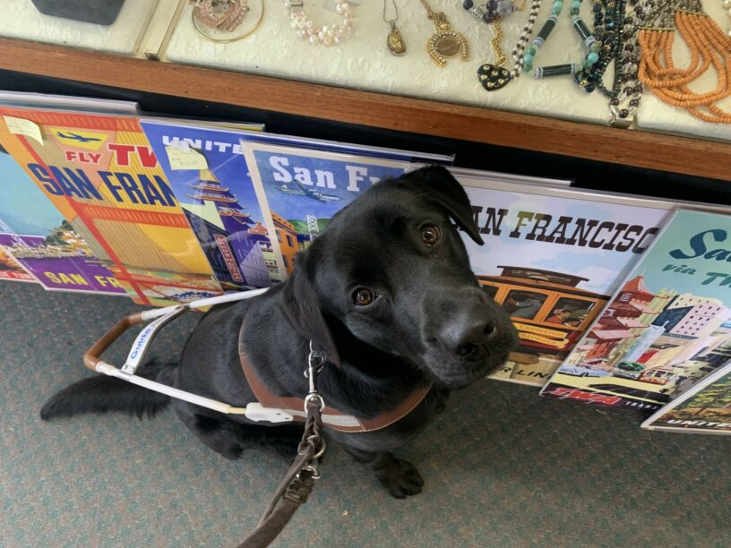 Socrates sits wearing his harness in front of the counter at a local antique store.