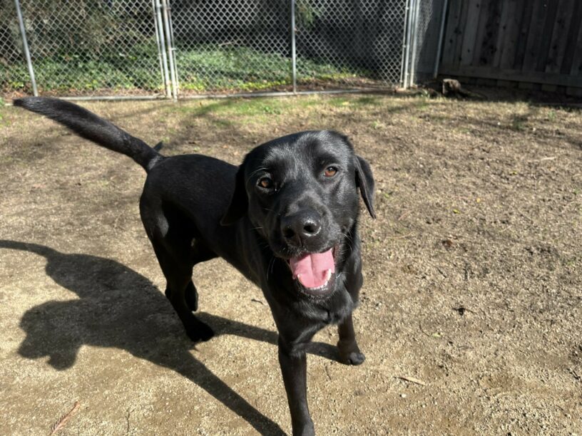 Socrates wears a big smile while taking a break from running around a play yard.