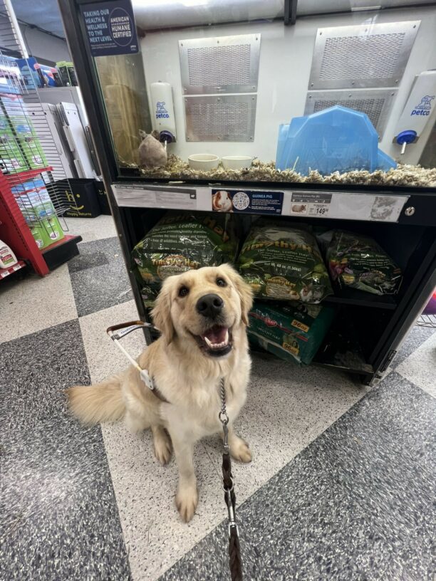 Stephi appears to be smiling at the camera wearing her guide dog harness while inside of a Petco. In the background, is a hairless guinea pig 