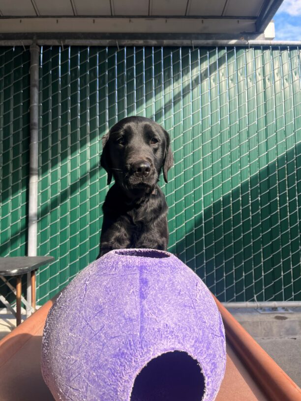 Tamsin is pictured in our community run area, located in the kennels on campus. She is sitting on a brown play structure, staring at the camera while a large purple ball sits in front of her. There is a large green fence behind her with the sun shining horizontally.