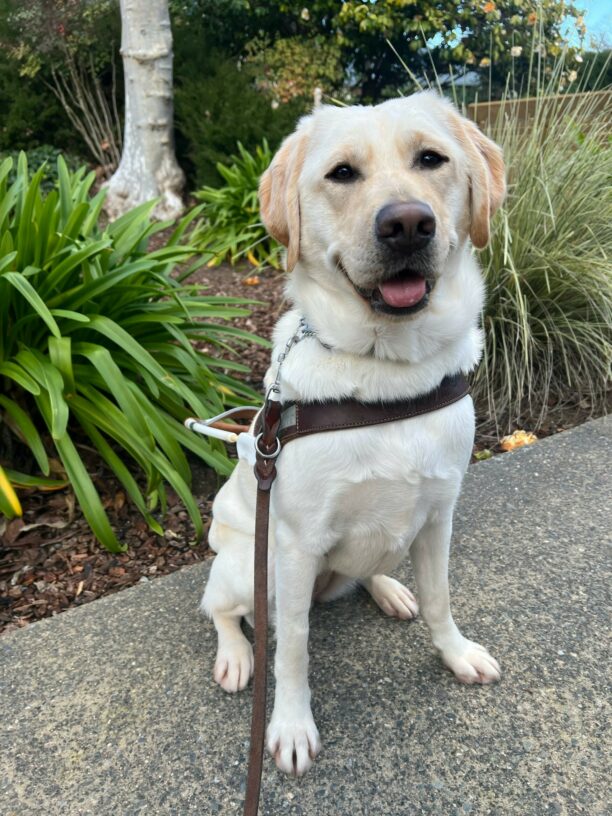 Thimble is sitting in front of a flower bed wearing her guide dog harness. Her tongue is sticking out and she is looking into the camera.